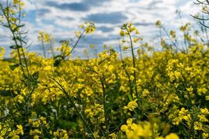 Vibrant Yellow Rapeseed Blossoms Blooming in Open Field Under a Blue Sky with Scattered White Clouds During Spring photo