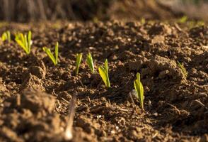 Fresh corn sprouts break through the rich, dark soil of a field, showcasing the promise of new growth in a rural setting as spring sunlight fosters their development photo