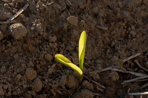 Bright green corn sprouts breaking through the dark soil in a field, showcasing the early stages of growth under the clear spring sky photo