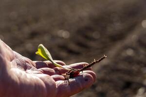 A farmer holds a young corn sprout with visible roots, showcasing the early stages of growth as preparations for planting are underway in a rural field photo