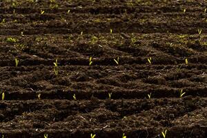 Bright green corn sprouts push through dark, rich soil in a structured pattern, showcasing growth and renewal in the field during early morning hours photo