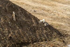 Earth mound containing discarded refuse debris exhibiting environmental contamination and terrain disturbance with tire tracks. photo