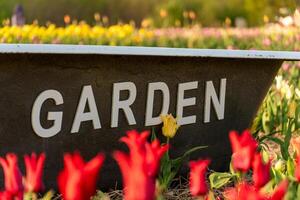 Decorative Garden Tub Surrounded by Tulips in Bloom, Displaying the Word 'Garden' in White Lettering. photo