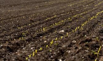 Young corn sprouts break through the rich earth, creating a vibrant pattern across the field. This ground is prepared for a prosperous growing season ahead photo