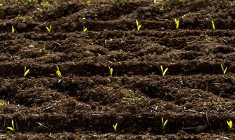 Bright green corn sprouts rise from nutrient-rich soil in a neatly arranged field, showcasing new agricultural growth in a vibrant spring atmosphere photo