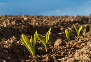 Small, vibrant corn sprouts emerge from the rich soil in a field. The setting captures the essence of growth as nature awakens in spring sunshine photo