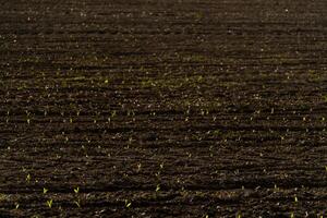 Bright green corn sprouts populate a newly prepared field, indicating the beginning of the growing season. The soil is dark and freshly tilled, highlighting the new life photo