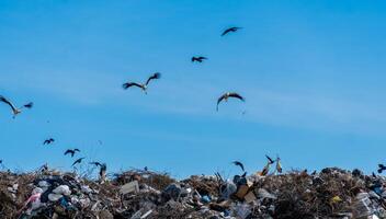 Storks and crows fly over a vast pile of garbage, searching for food under a sunny sky, showing the consequences of pollution. photo