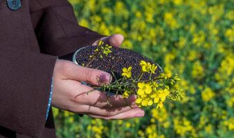 Hands Hold Rapeseed Seeds and Blooming Canola Flowers against Field Backdrop during Daytime Showing Agriculture Products photo