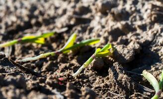 Emerging crop seedlings break through crusted soil in a cultivated farm field, signifying agricultural growth and potential harvest. photo