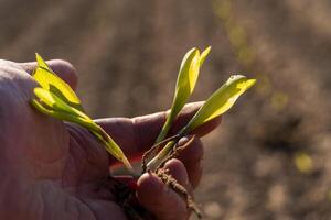Farmer holding small corn plants with roots and seed in hand. Examining maize seedling in cultivated brown soil field. photo