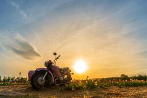 Vintage Pink Motorcycle with Sidecar Stands in a Field of Colorful Tulips During Golden Hour with Setting Sun photo