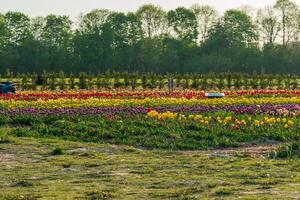 Vibrant tulips bloom across a spring field, displaying rows of red, yellow, and purple flowers against distant trees. photo
