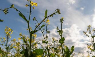 Rapeseed Blossoms Against a Blue Sky with Clouds in Daytime photo