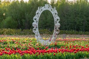 Ornate Picture Frame Stands in Field of Colorful Tulips on Sunny Day photo