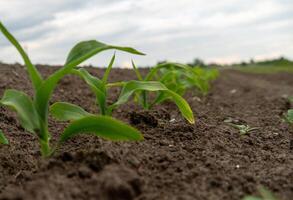 Rows of young corn plants are emerging from dark, fertile soil, reaching for the clouds above as the sun begins to shine through on a spring day photo