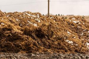 Large Hay Bale with Patches of Snow in a Field on an Overcast Day photo