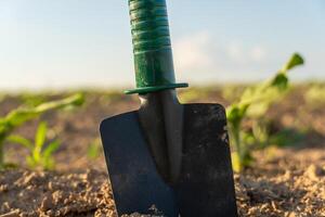 A shovel is embedded in tilled soil with small green plants sprouting nearby, basking in bright sunlight on a clear day in an agricultural setting photo