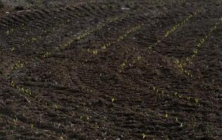 Small corn seedlings sprout from rich brown soil in a newly cultivated field, signaling the arrival of spring and the promise of a healthy crop photo