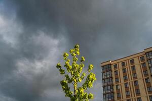 Tree with New Green Leaves Against Ominous Cloudy Sky Near Apartment Building photo