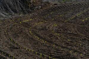 Small green corn seedlings are beginning to grow in neatly tilled rows on a fertile farm field, marking the start of the planting season in spring photo