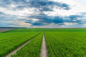 Lush green fields stretch across the landscape, marked by narrow dirt paths. The sky is filled with clouds, creating a beautiful contrast at sunset photo
