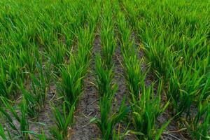 Lush green rice plants stand in tidy rows within a fertile field under bright sunlight. The soil is rich and well-tilled, showcasing agricultural care photo