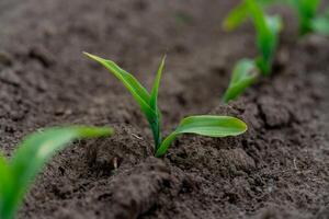 Small corn seedlings are breaking through the rich, dark soil in a farm field during the spring season, signaling the start of growth and cultivation photo