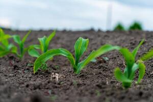 Bright green corn seedlings emerge from fertile earth in a field, reaching for sunlight as they grow under a moody, overcast sky during early spring photo