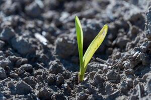 A small corn seedling breaks through the dry earth in a field, showing its bright green leaves reaching towards the sun, symbolizing new growth and potential photo