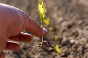 A hand gently holds a young corn seedling, showcasing its roots and tiny leaves, while more seedlings grow in the background under bright sunlight photo
