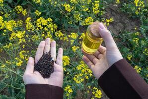 Two hands showcase black rapeseeds in one and a jar of golden oil in the other, set against a backdrop of blooming rapeseed flowers under bright sunlight photo