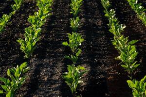 Rows of healthy beet plants thrive in well-tilled dark soil, benefiting from warm sunlight. The greenery stands out against the earth, showcasing their growth photo