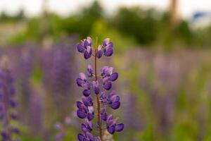 Vibrant purple lupine flowers stand tall against a backdrop of green vegetation, showcasing their delicate petals under the warm spring sun photo