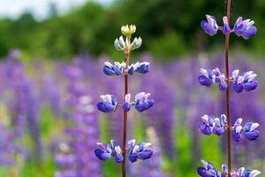 Bright purple lupine flowers stand tall in a lush green field, basking in sunlight under a clear blue sky, creating a picturesque spring landscape photo