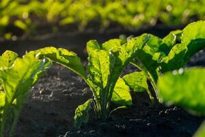 Freshly grown beet leaves stretch towards the sun in a well-tended garden, demonstrating their lush green color and vitality against fertile soil photo