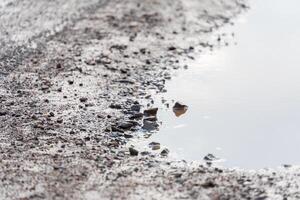 A rugged path is visible with rocks and pebbles alongside a water puddle formed from recent rain. The cloudy sky adds to the rural atmosphere photo