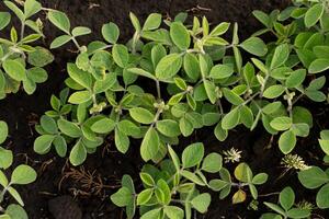A lush patch of soy plants is flourishing in dark soil, displaying rich green leaves under bright sunlight. The scene captures the essence of agricultural growth photo