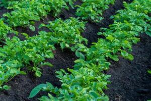 Healthy potato plants thrive in neat rows within a well-tended field, showcasing lush green leaves against rich dark soil during early morning sunshine photo