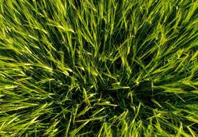 Vibrant green grass covers the ground, illuminated by soft morning light, while the breeze causes the blades to sway and dance in unison across the meadow photo