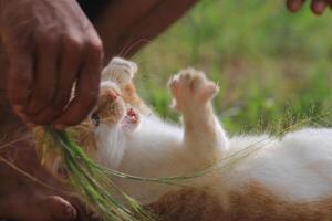 Adorable White and Orange Cat Enjoying Nature photo