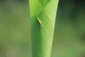 Green Grasshopper on Damaged Banana Leaf photo