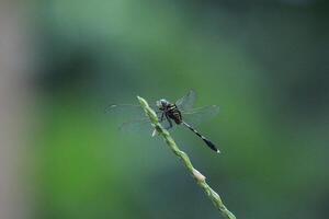 Delicate Dragonfly Resting in Nature photo