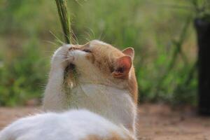 Playful Cat Chewing on Grass photo