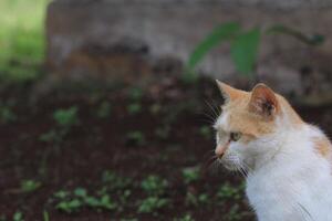 Charming White and Orange Cat with Green Eyes photo