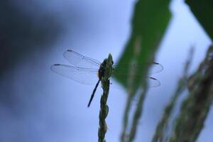 Close up of a Dragonfly with Translucent Wings photo