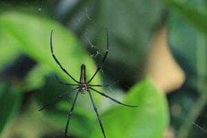 Close-up of a Giant Orb Weaver Spider and Web photo