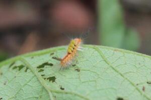 Intricate Details of a Fuzzy Caterpillar photo