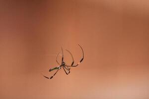 Spider Hanging on its Web photo