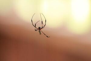 Golden Orb Weaver in Mid Air photo